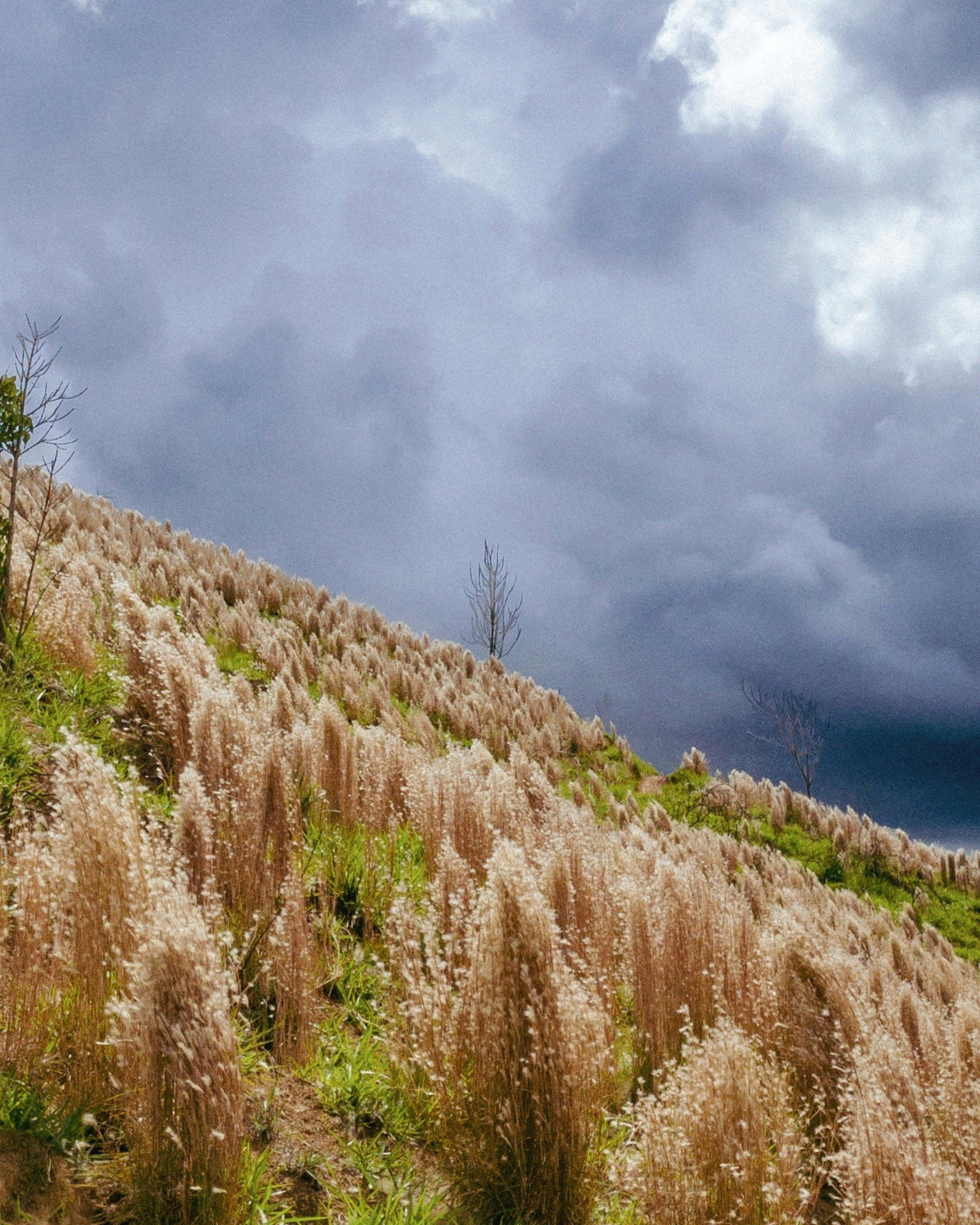 Sunlit hillside with wind-blown grasses under storm clouds, a quiet image of care and hope